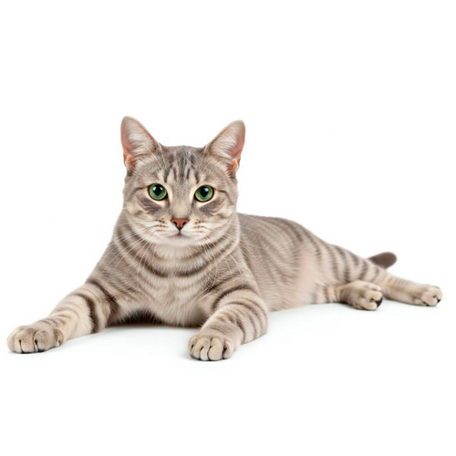 Cómo jugar con un gato adulto