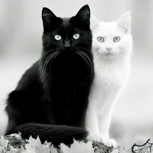 Que es un gato crepuscular