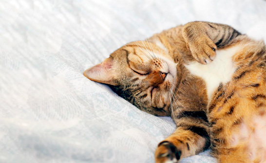 por qué los gatos duermen tanto