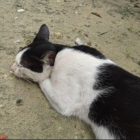 Posturas para dormir de los gatos