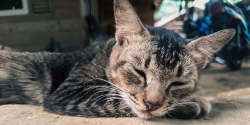 doble recursos para tu gato