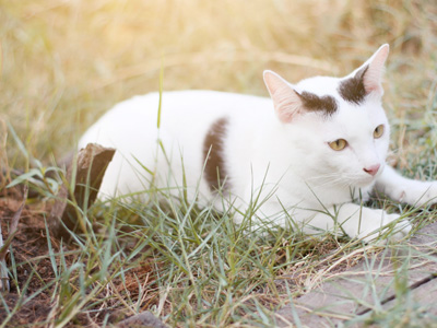 despierta su instinto cazador lady catsitter