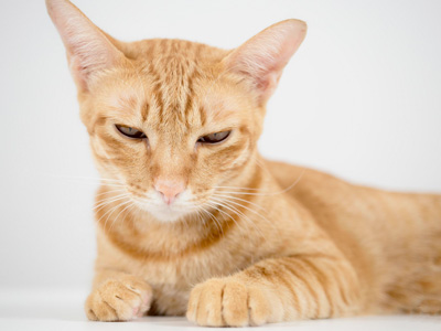 estres o falsa clama lady catsitter