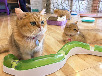 guia para elegir catsitter LadyCatsitter