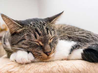 tu gato siempre seguro lady catsitter