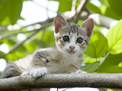 Regañar a un gato