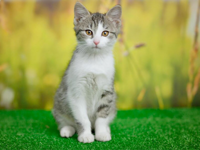 Trasladar a tu gato: consejos de viaje