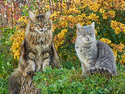 Plantas seguras y peligrosas para gatos