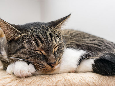 Arenero de gatos